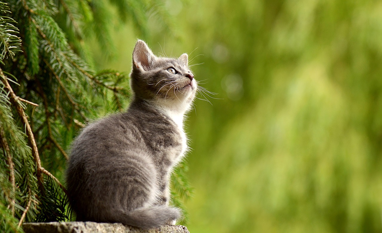 Jak rozpoznać i leczyć astmę u kotów? Kocia astma