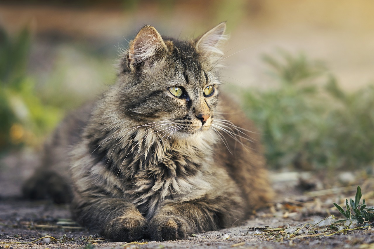 Jakie są objawy i metody leczenia nosówki u kotów? Nosówka u kota objawy, leczenie