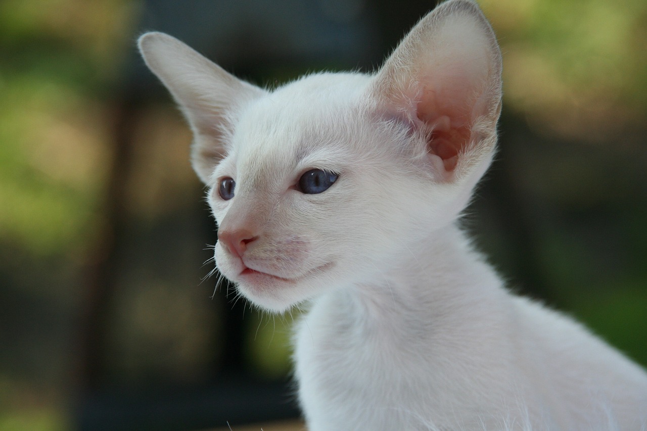 Ciekawostka o kotach. Czy białe koty nie słyszą?