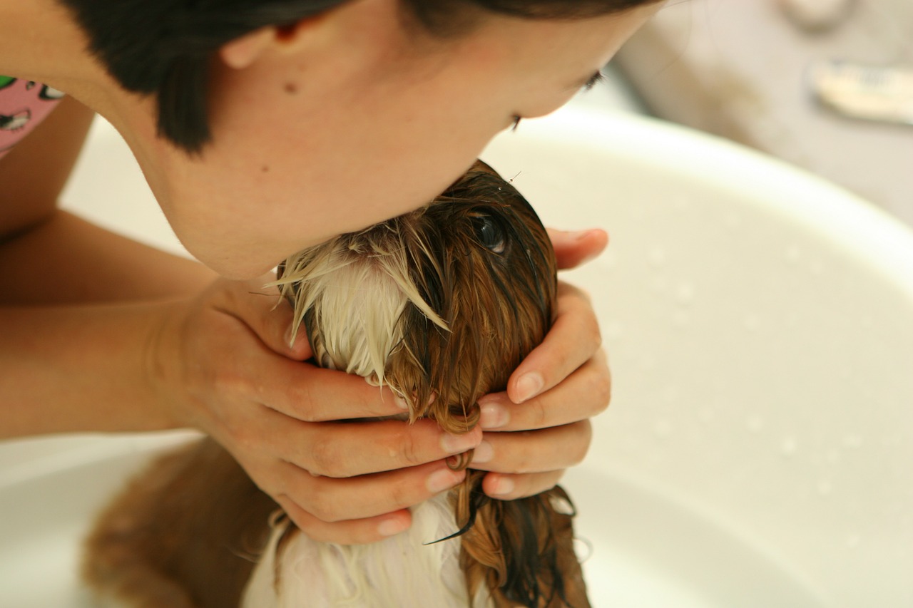 Jak powinna wyglądać psia kąpiel?